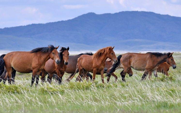 animals, Horse, Landscape HD Wallpaper Desktop Background