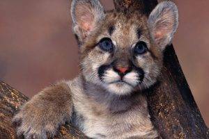 animals, Pumas, Blue Eyes, Baby Animals
