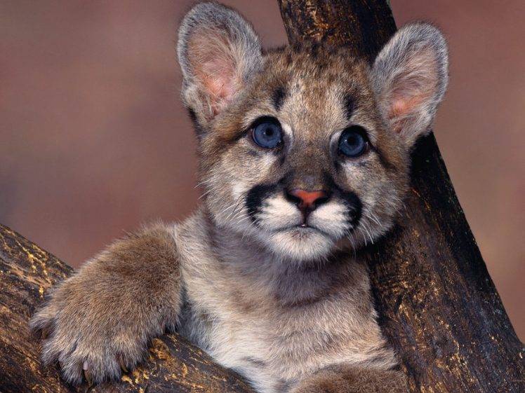 animals, Pumas, Blue Eyes, Baby Animals HD Wallpaper Desktop Background