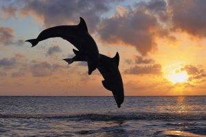 animals, Dolphin, Sea, Sunset