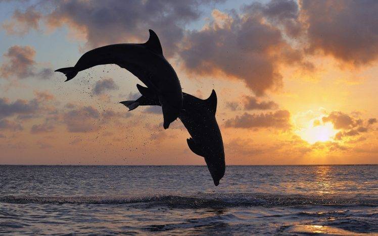 animals, Dolphin, Sea, Sunset HD Wallpaper Desktop Background