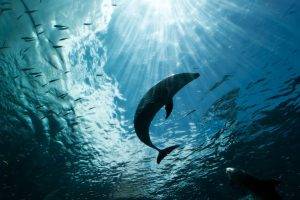 animals, Dolphin, Sea