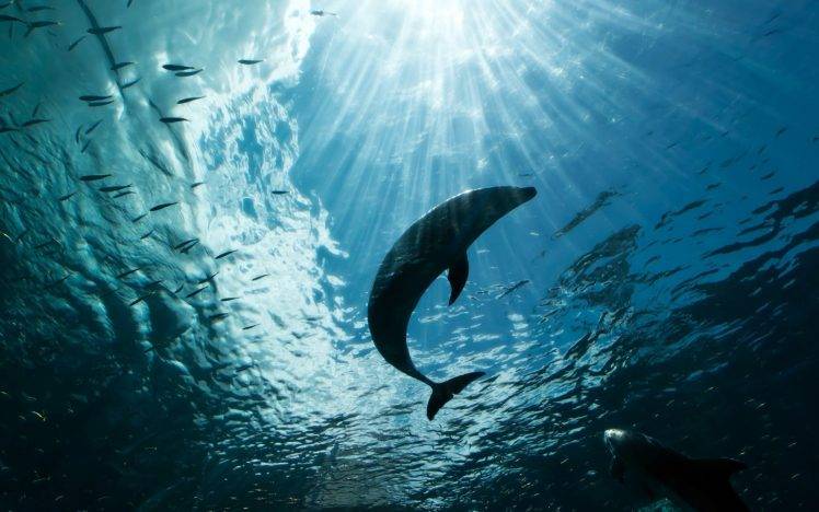 animals, Dolphin, Sea HD Wallpaper Desktop Background