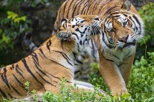 animals, Tiger