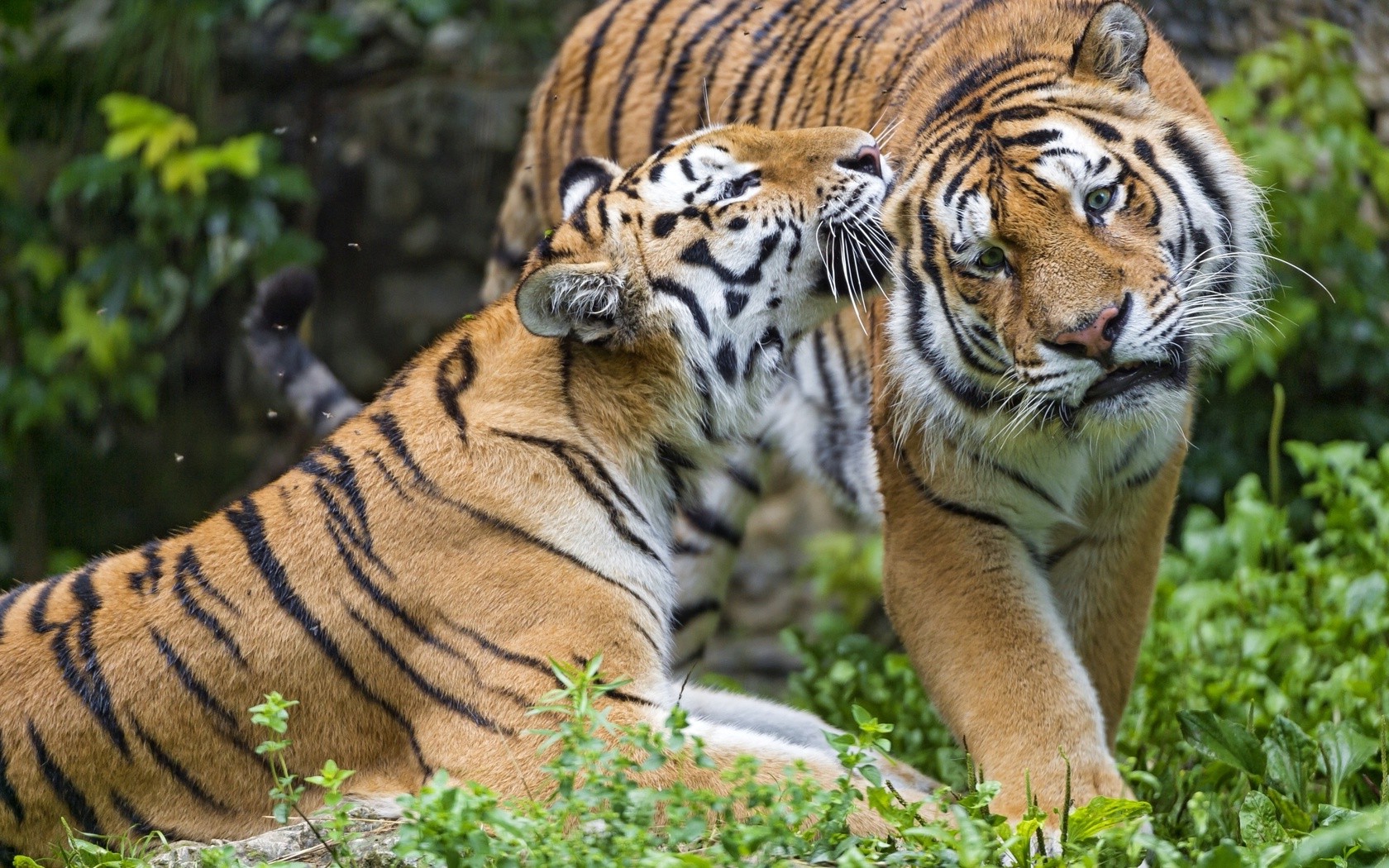 animals, Tiger Wallpaper