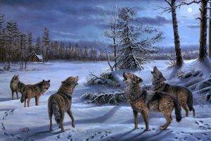 wolf, Animals