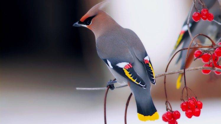 nature, Birds, Animals, Waxwings, Berries HD Wallpaper Desktop Background