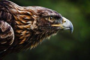 Eastern Imperial Eagle, Nature, Animals, Birds, Eagle