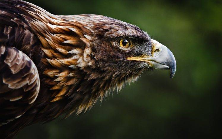 Eastern Imperial Eagle, Nature, Animals, Birds, Eagle HD Wallpaper Desktop Background
