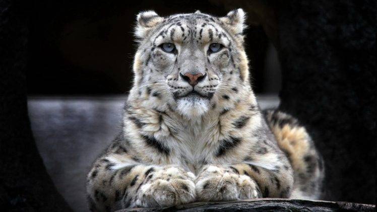 leopard, Animals HD Wallpaper Desktop Background