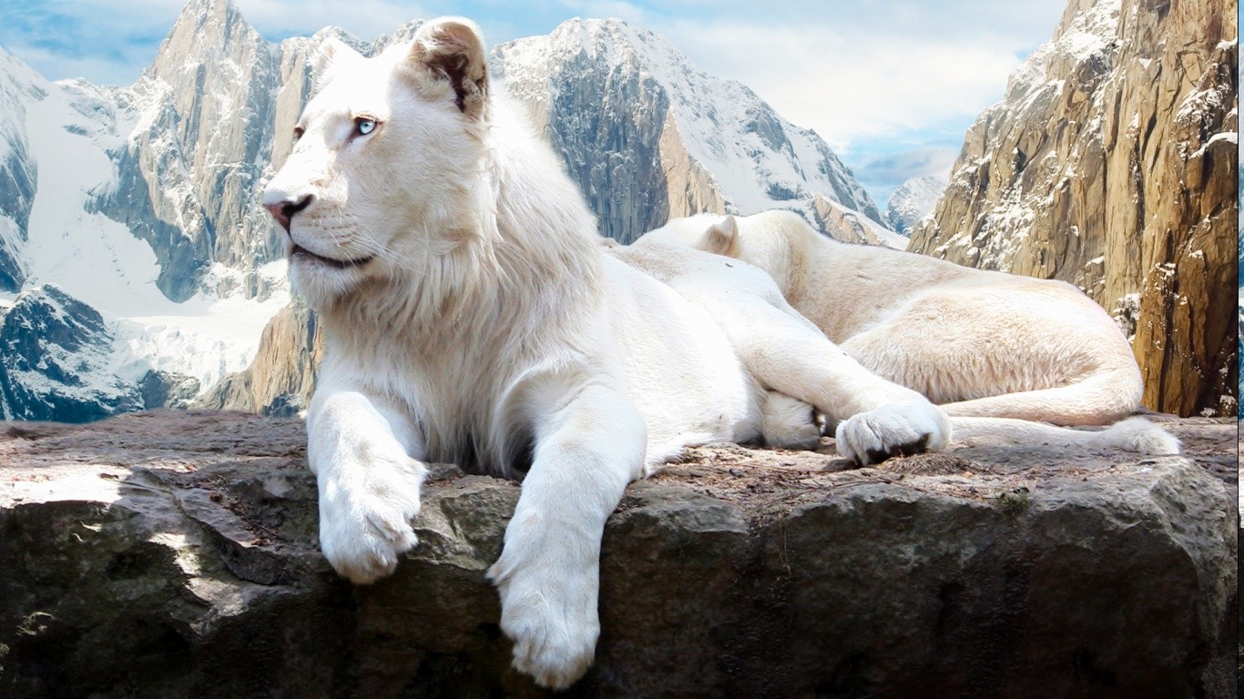 animals, Lion, Snow, Mountain Wallpaper