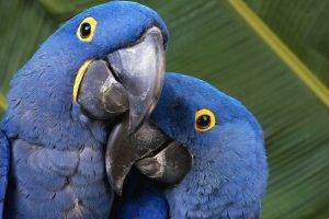 macaws, Animals, Nature, Parrot, Birds
