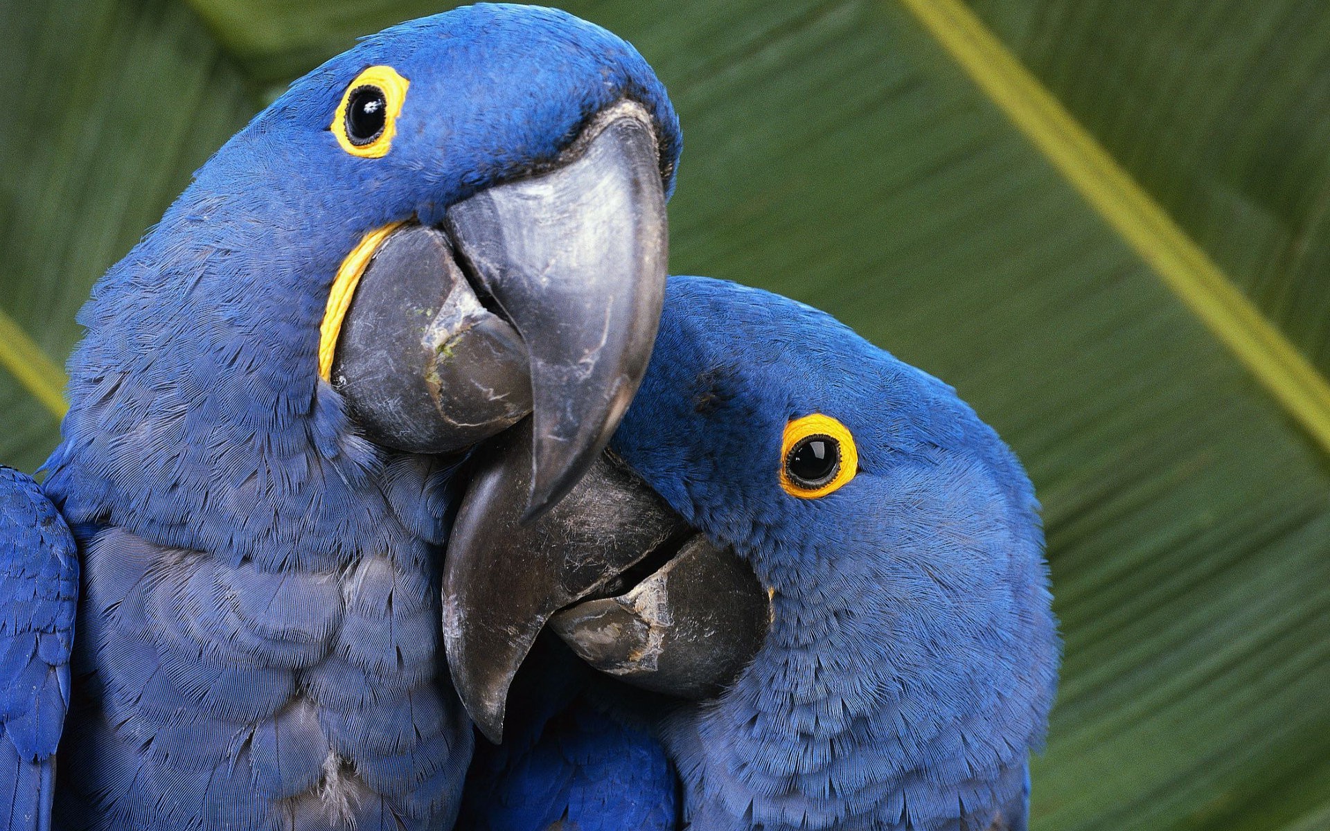 macaws, Animals, Nature, Parrot, Birds Wallpaper