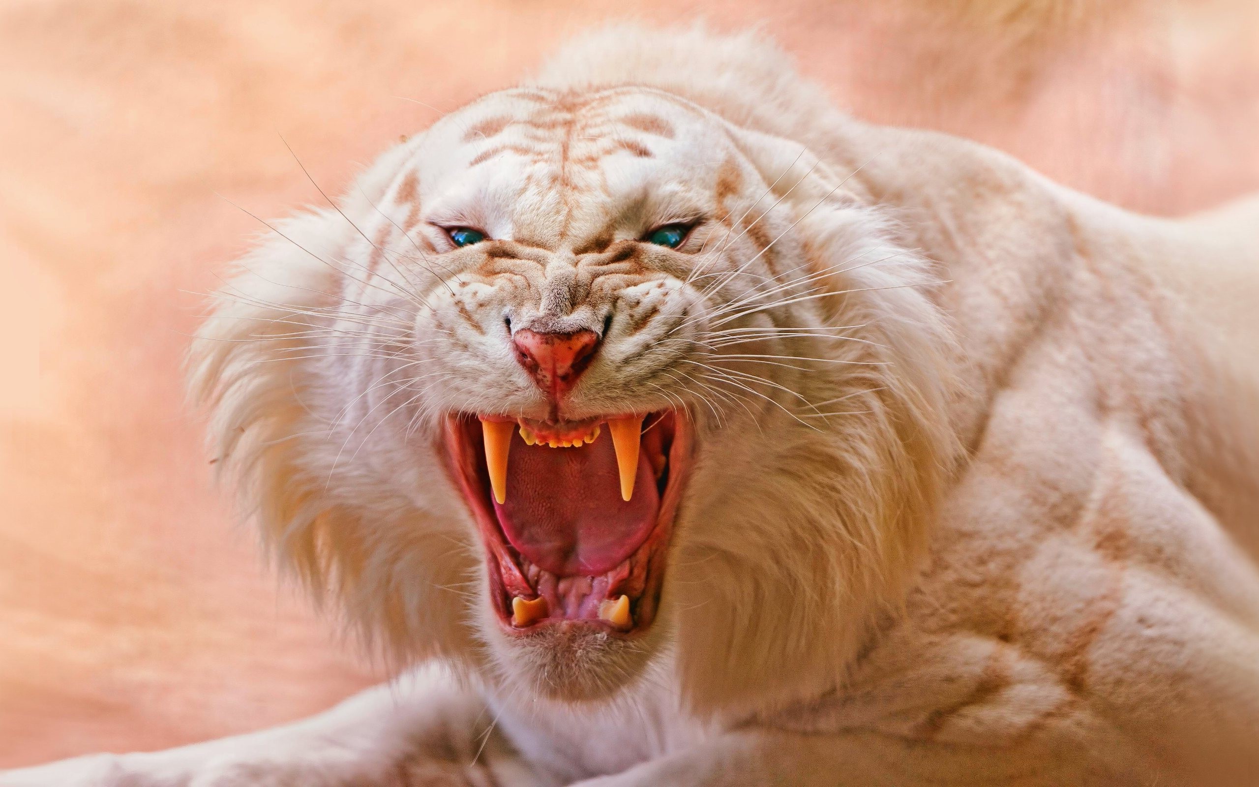 animals, Tiger, White Tigers, Nature, Open Mouth, Blue Eyes Wallpaper