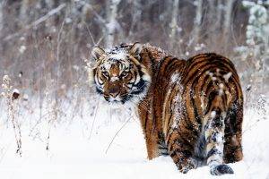animals, Tiger, Snow