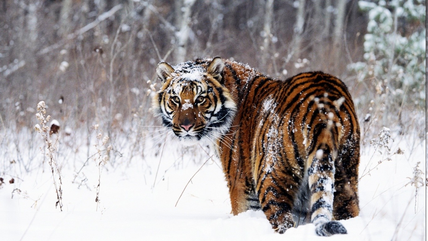 animals, Tiger, Snow Wallpaper
