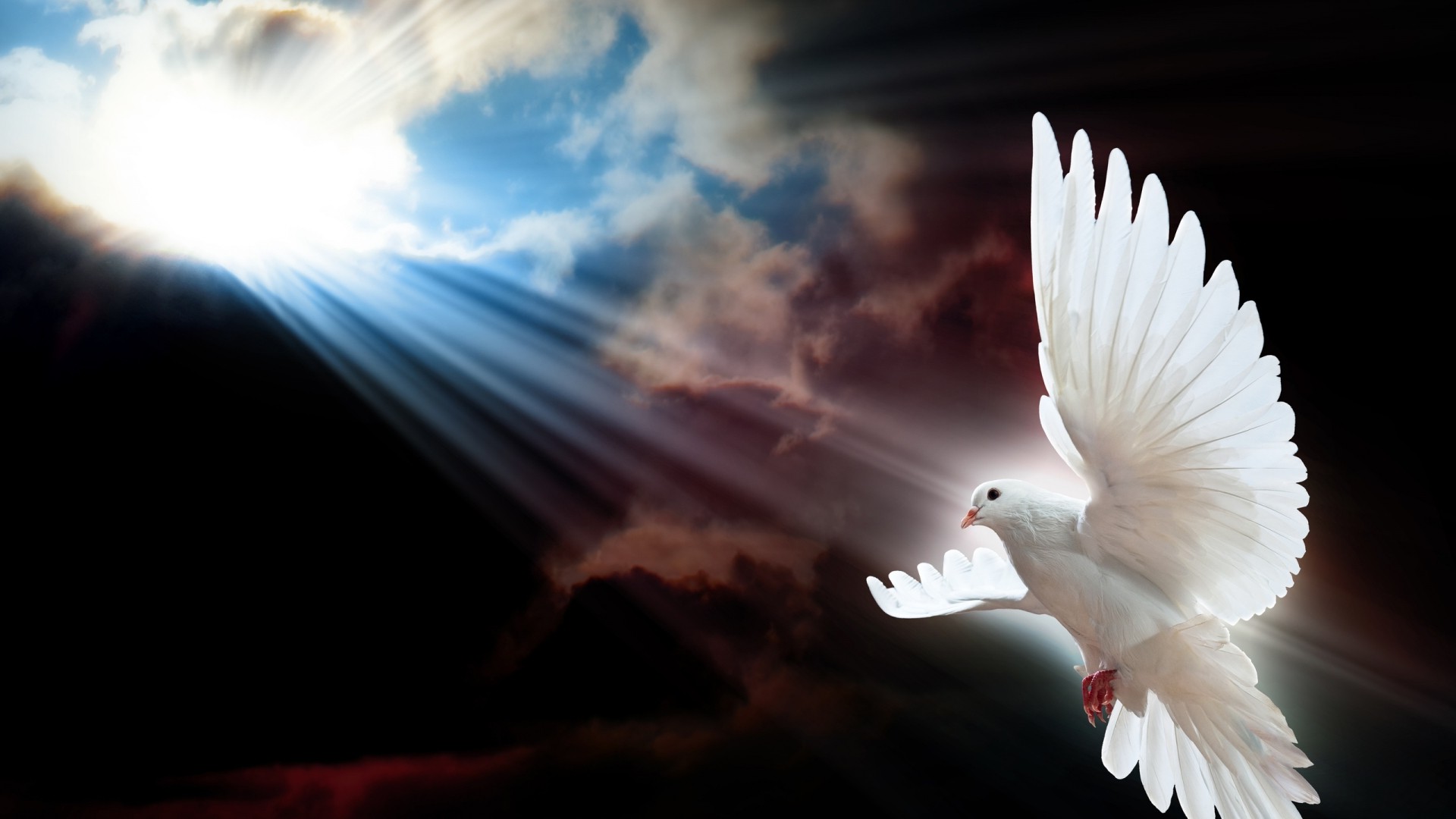 animals, Doves Wallpaper