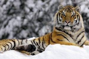 animals, Tiger, Winter, Snow