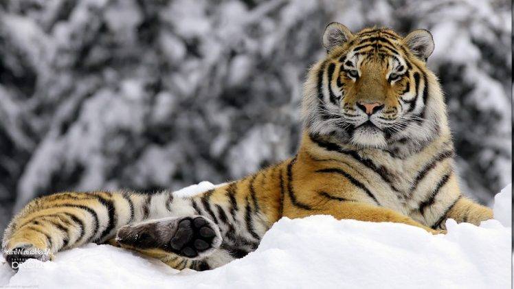 animals, Tiger, Winter, Snow HD Wallpaper Desktop Background