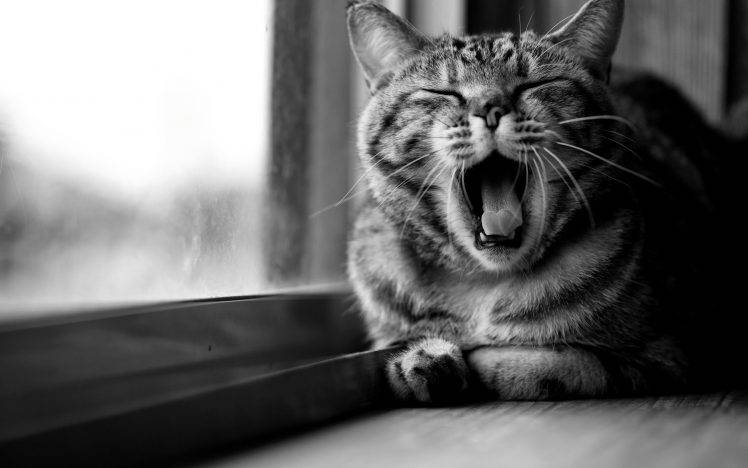 cat, Animals, Open Mouth, Monochrome HD Wallpaper Desktop Background