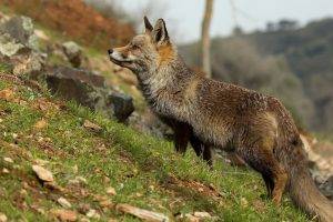 animals, Fox, Grass