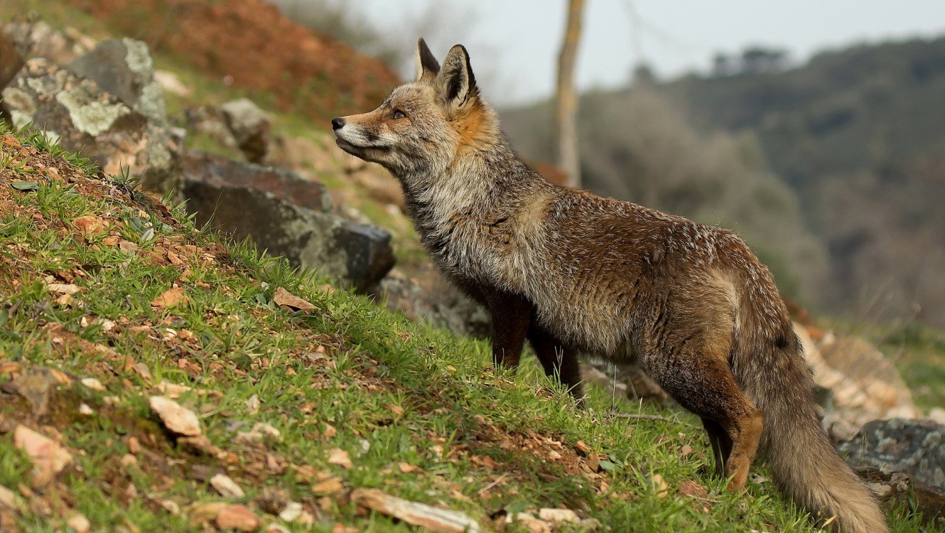 animals, Fox, Grass Wallpaper
