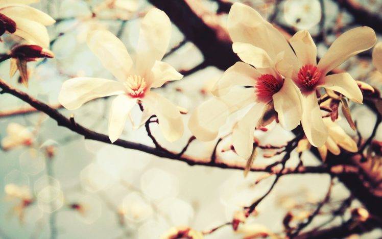 branch, Flowers, White Flowers HD Wallpaper Desktop Background