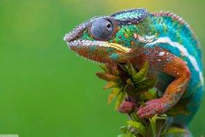 nature, Animals, Reptile, Chameleons, Colorful