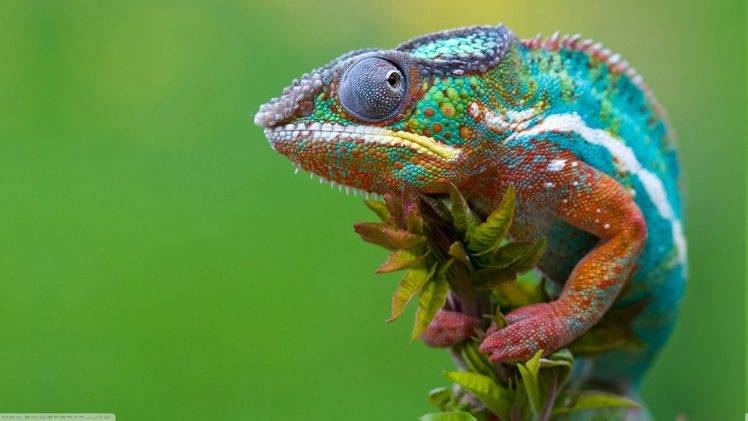 nature, Animals, Reptile, Chameleons, Colorful HD Wallpaper Desktop Background