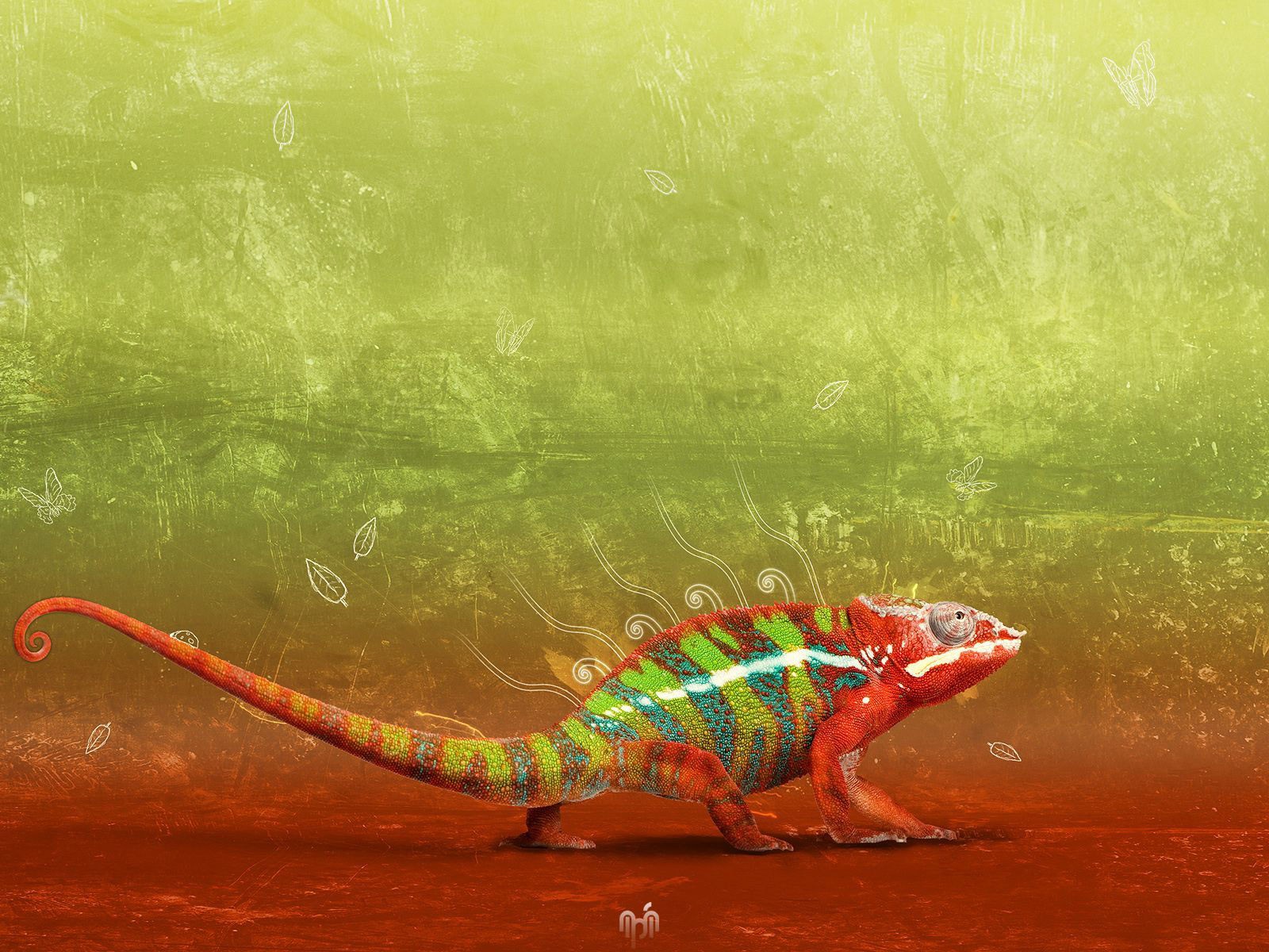 nature, Animals, Reptile, Chameleons, Colorful Wallpaper