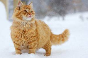 animals, Cat, Snow