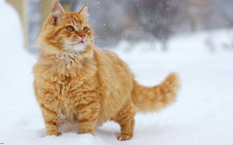 animals, Cat, Snow HD Wallpaper Desktop Background