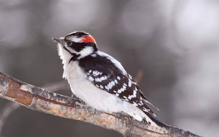 animals, Birds, Woodpeckers HD Wallpaper Desktop Background