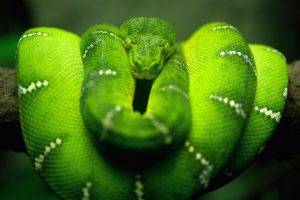 snake, Reptile, Animals, Nature, Wildlife, Boa Constrictor