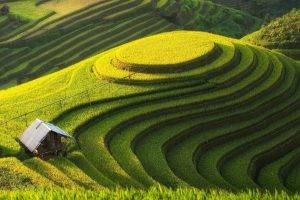 landscape, Field, Rice Paddy