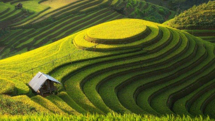 landscape, Field, Rice Paddy HD Wallpaper Desktop Background