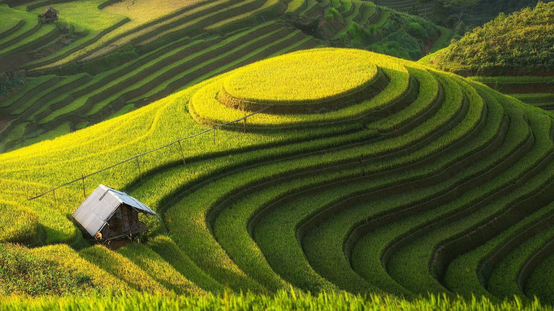 landscape, Field, Rice Paddy Wallpaper