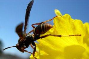 wasps, Flowers