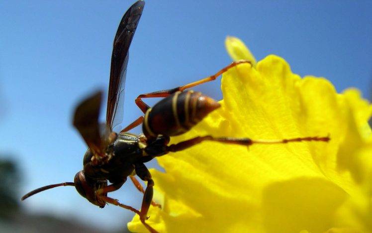 wasps, Flowers HD Wallpaper Desktop Background
