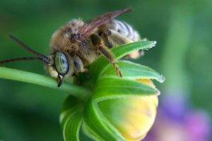 bees, Flowers