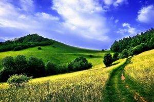 landscape, Field, Nature, Summer, Trees, Path
