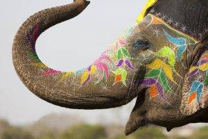 animals, Elephants, Body Paint, Holi, India, FarCry