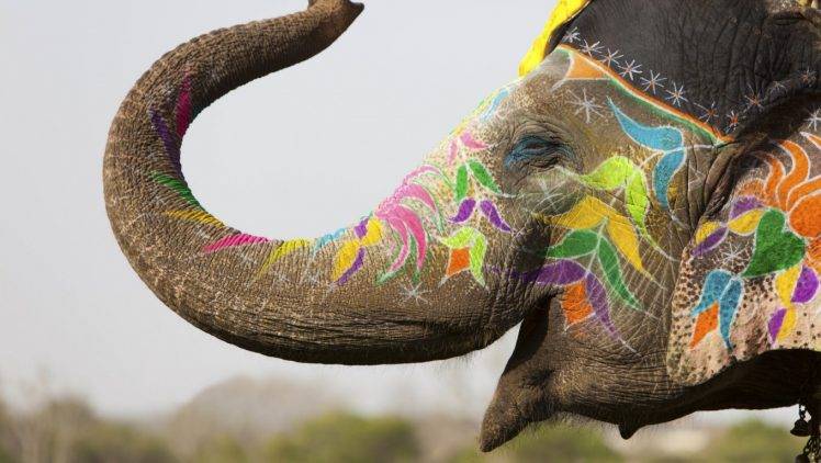 animals, Elephants, Body Paint, Holi, India, FarCry HD Wallpaper Desktop Background