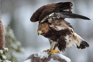 animals, Eagle, Snow, Birds