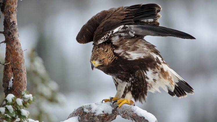 animals, Eagle, Snow, Birds HD Wallpaper Desktop Background