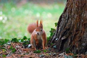 animals, Squirrel, Trees