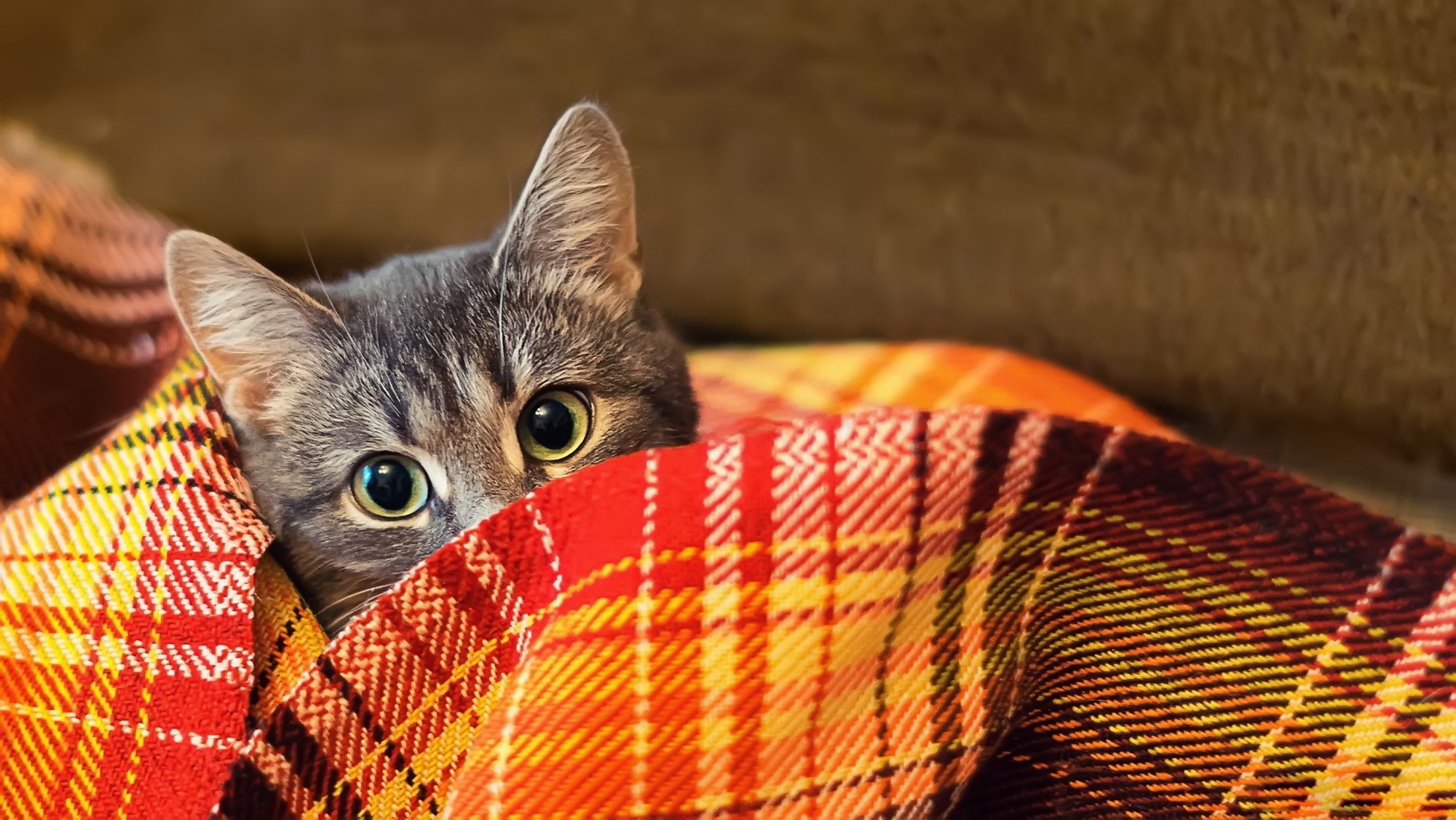 animals, Cat, Plaid Wallpapers HD / Desktop and Mobile Backgrounds