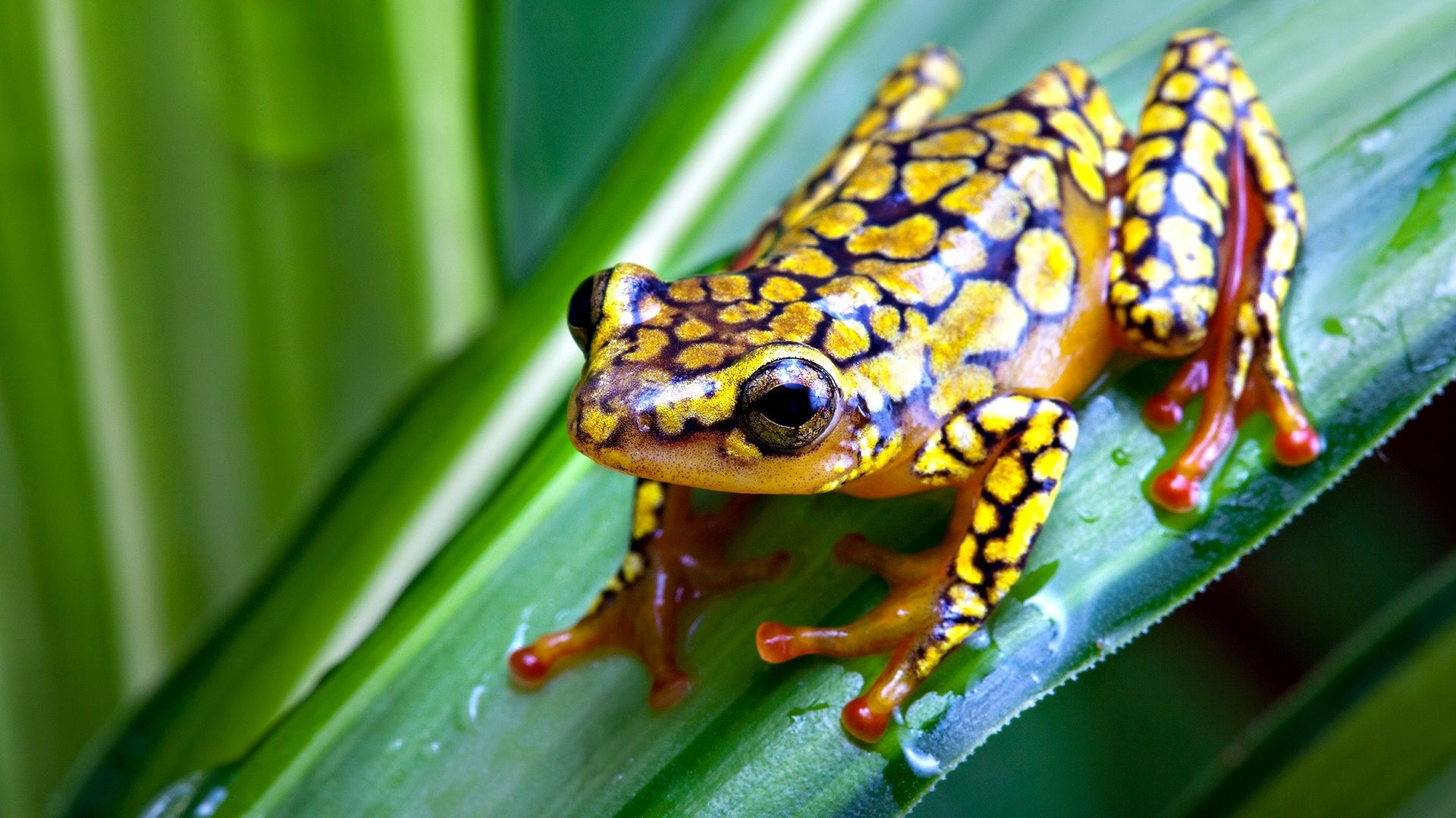 frog Animals Nature Amphibian  Wallpapers HD Desktop 