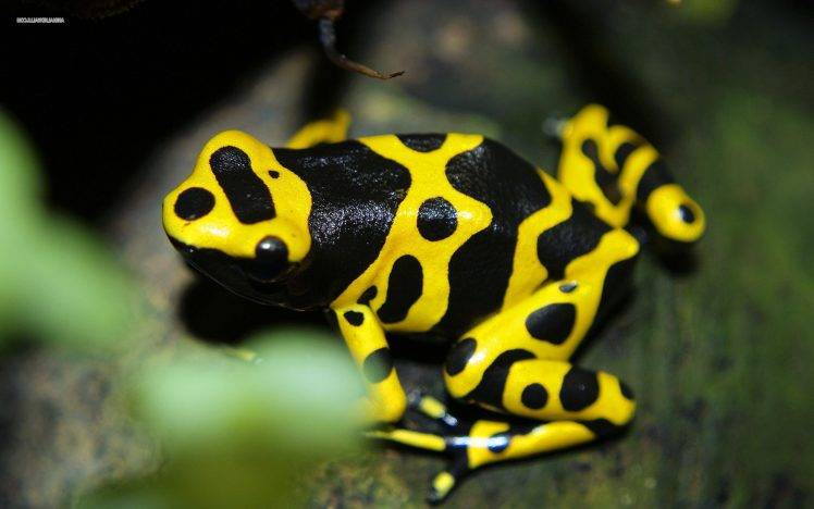 frog, Animals, Nature, Amphibian, Poison Dart Frogs Wallpapers HD / Desktop  and Mobile Backgrounds