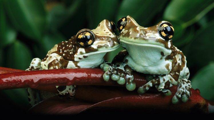 frog, Animals, Nature, Amphibian HD Wallpaper Desktop Background